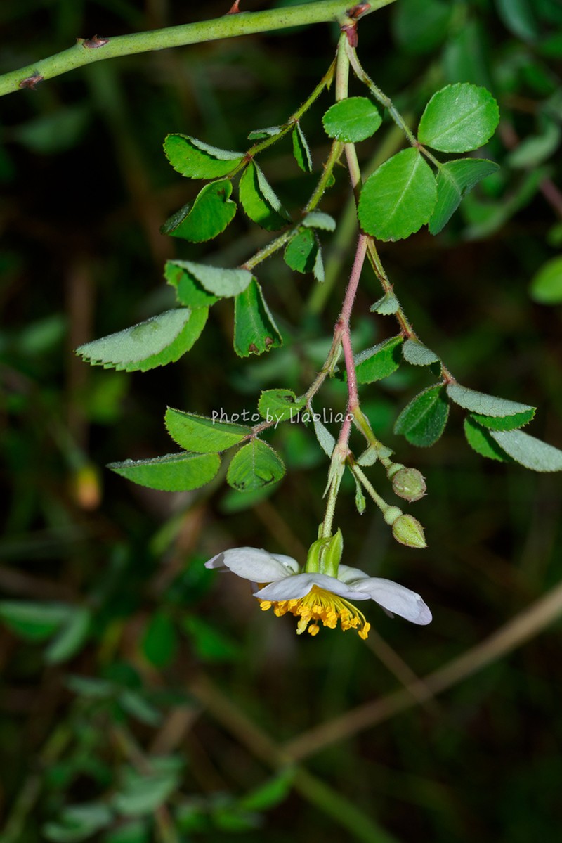Rosa kwangtungensis photo 7