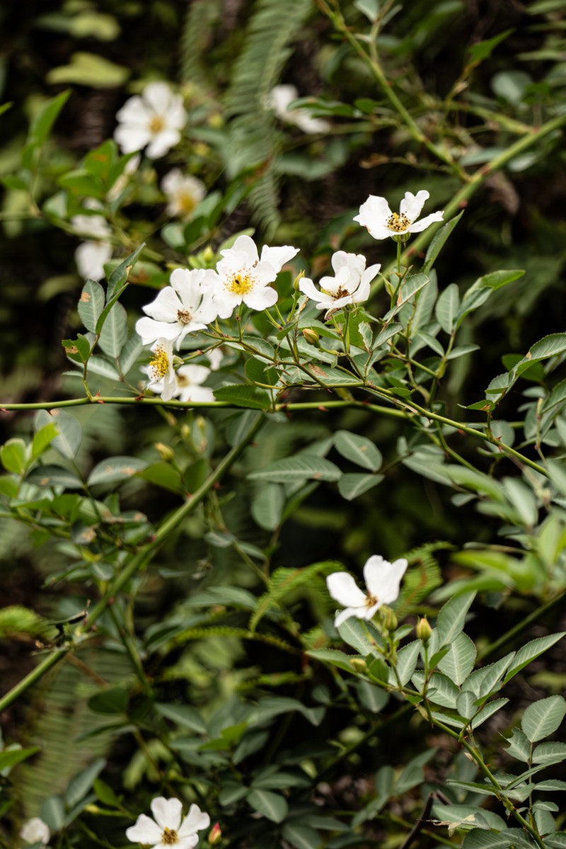 Rosa kwangtungensis photo 8