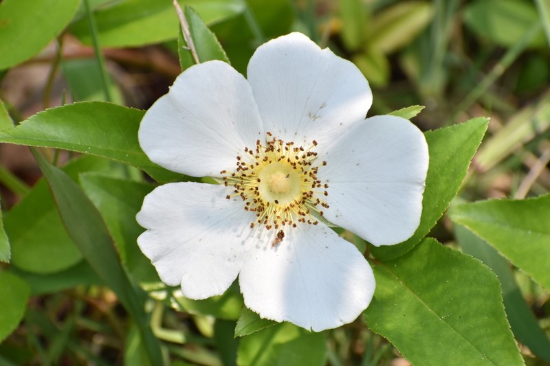 Cherokee Rose photo 2