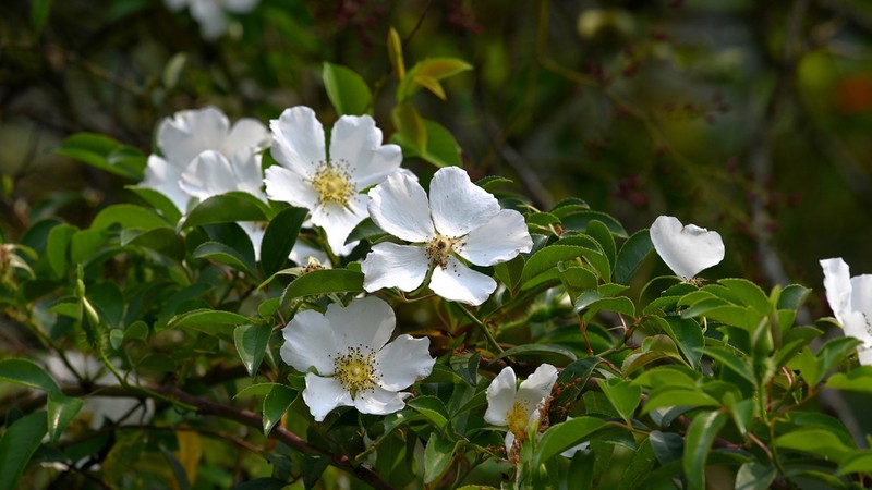 Cherokee Rose photo 3
