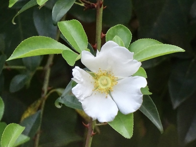 Cherokee Rose photo 4