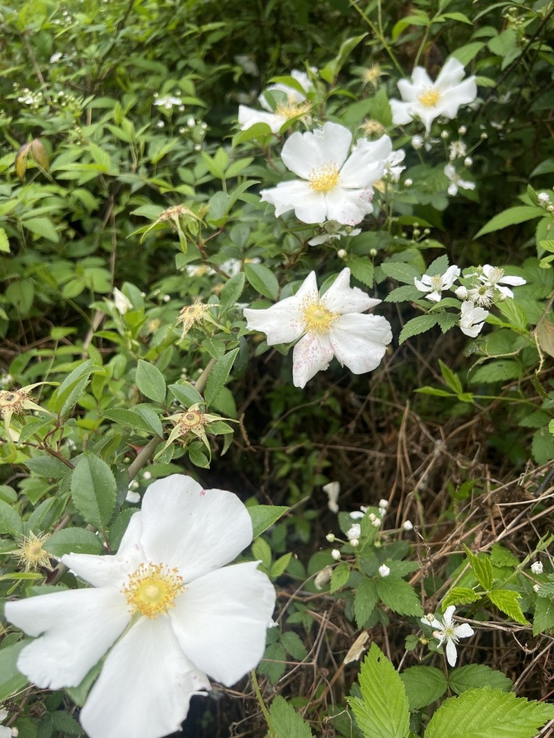 Cherokee Rose photo 5