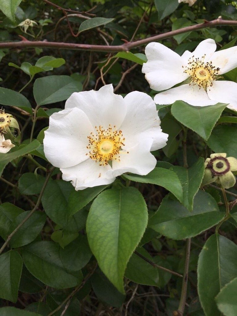 Cherokee Rose photo 6