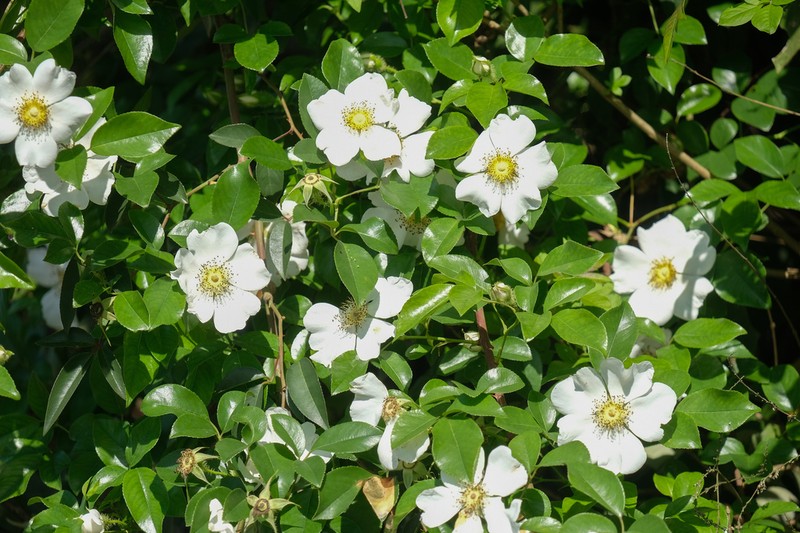Cherokee Rose photo 7