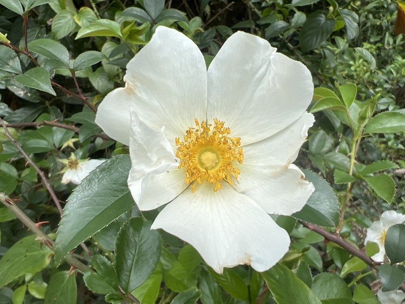 Cherokee Rose photo 8