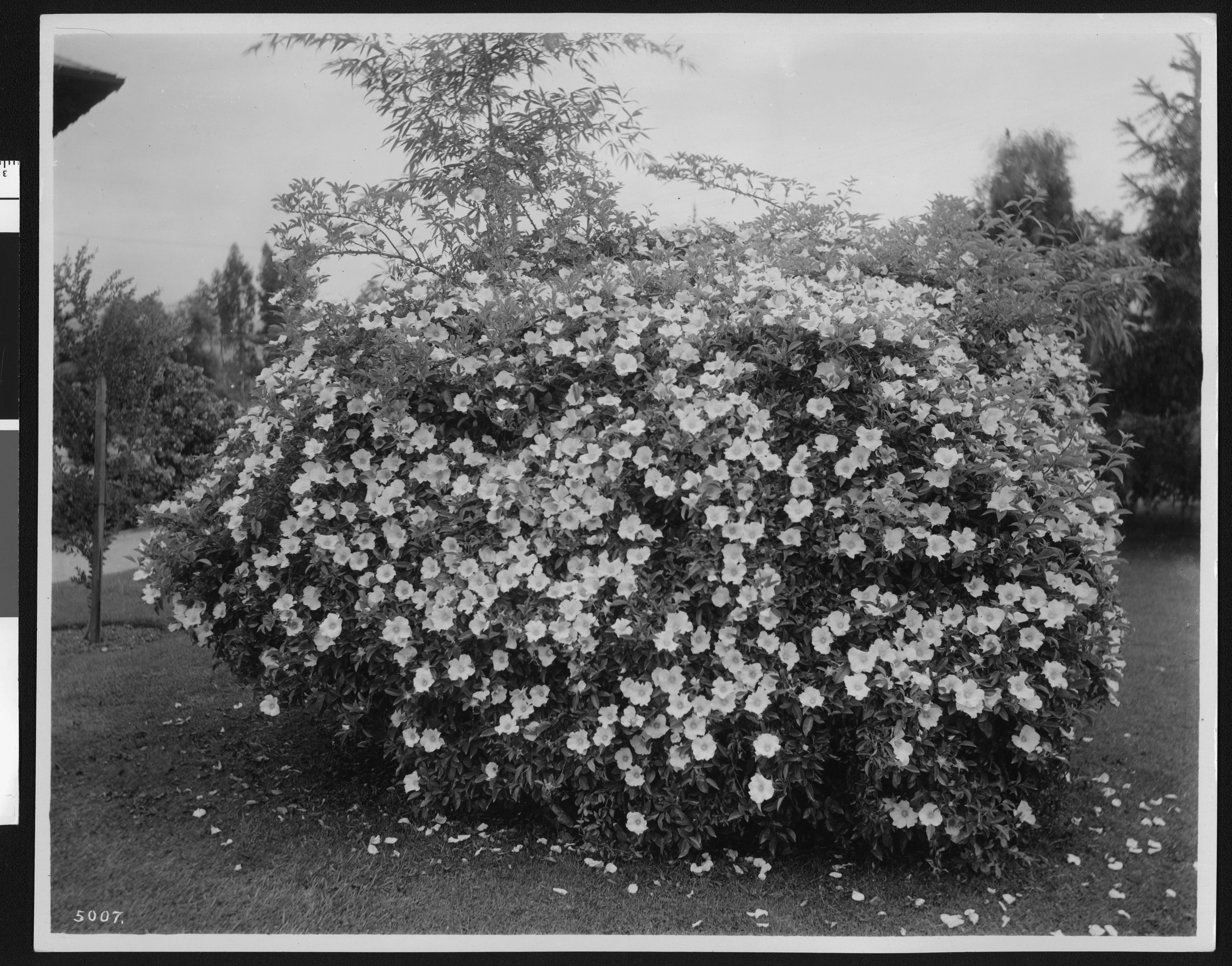 Cherokee Rose photo 5