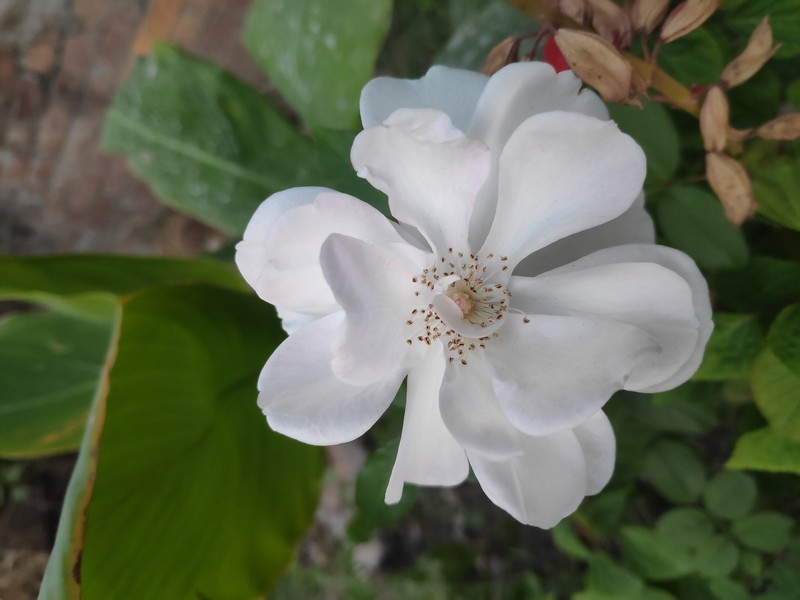 Cherokee Rose photo 2