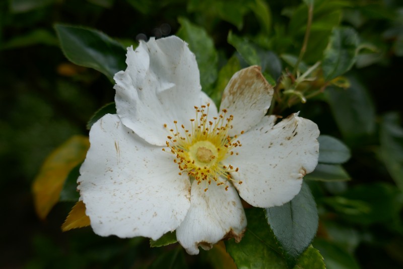 Cherokee Rose photo 3