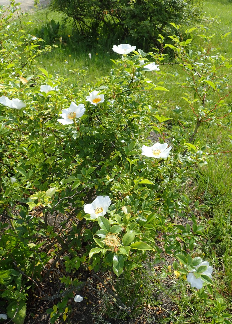 Cherokee Rose photo 4