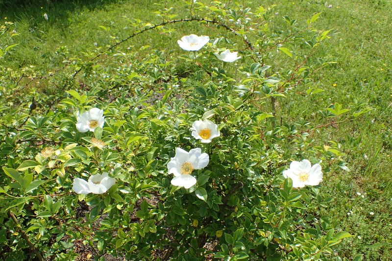Cherokee Rose photo 6
