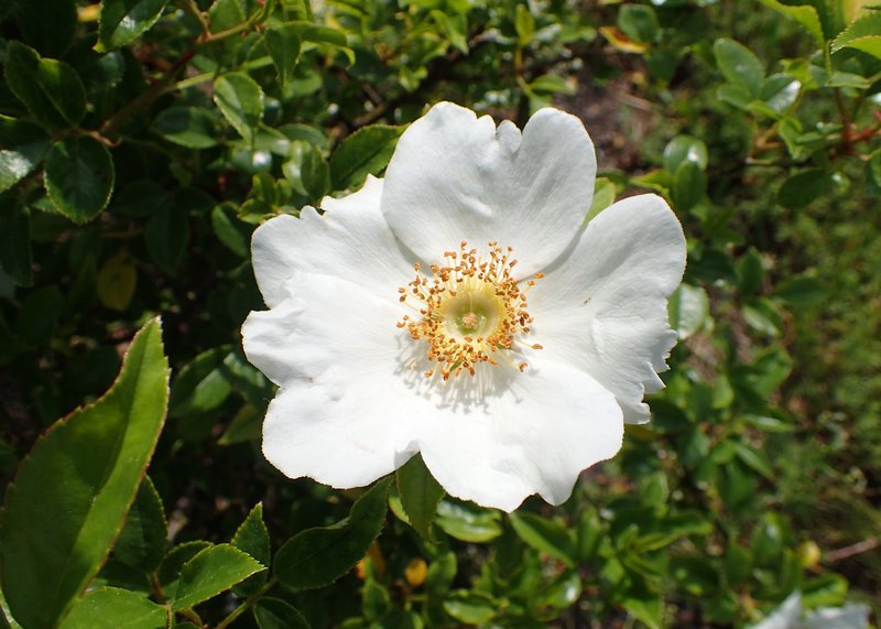 Cherokee Rose photo 7
