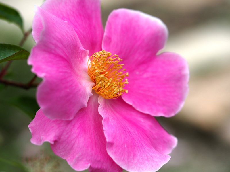 Cherokee Rose photo 8