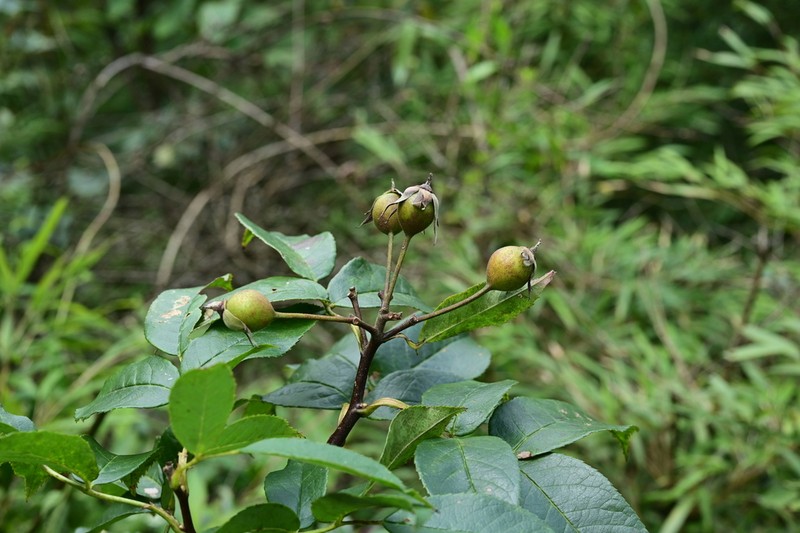 Rosa lasiosepala