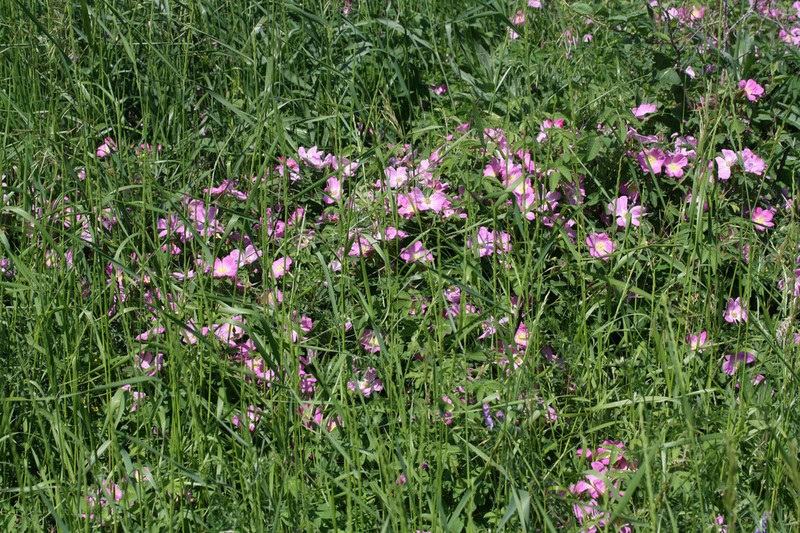 Rosa laa photo 3