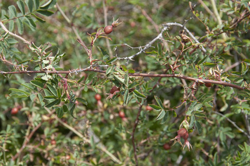 Rosa laa photo 5