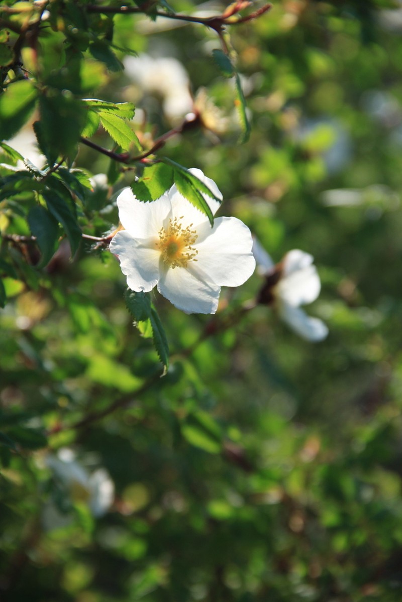 Rosa laa photo 6