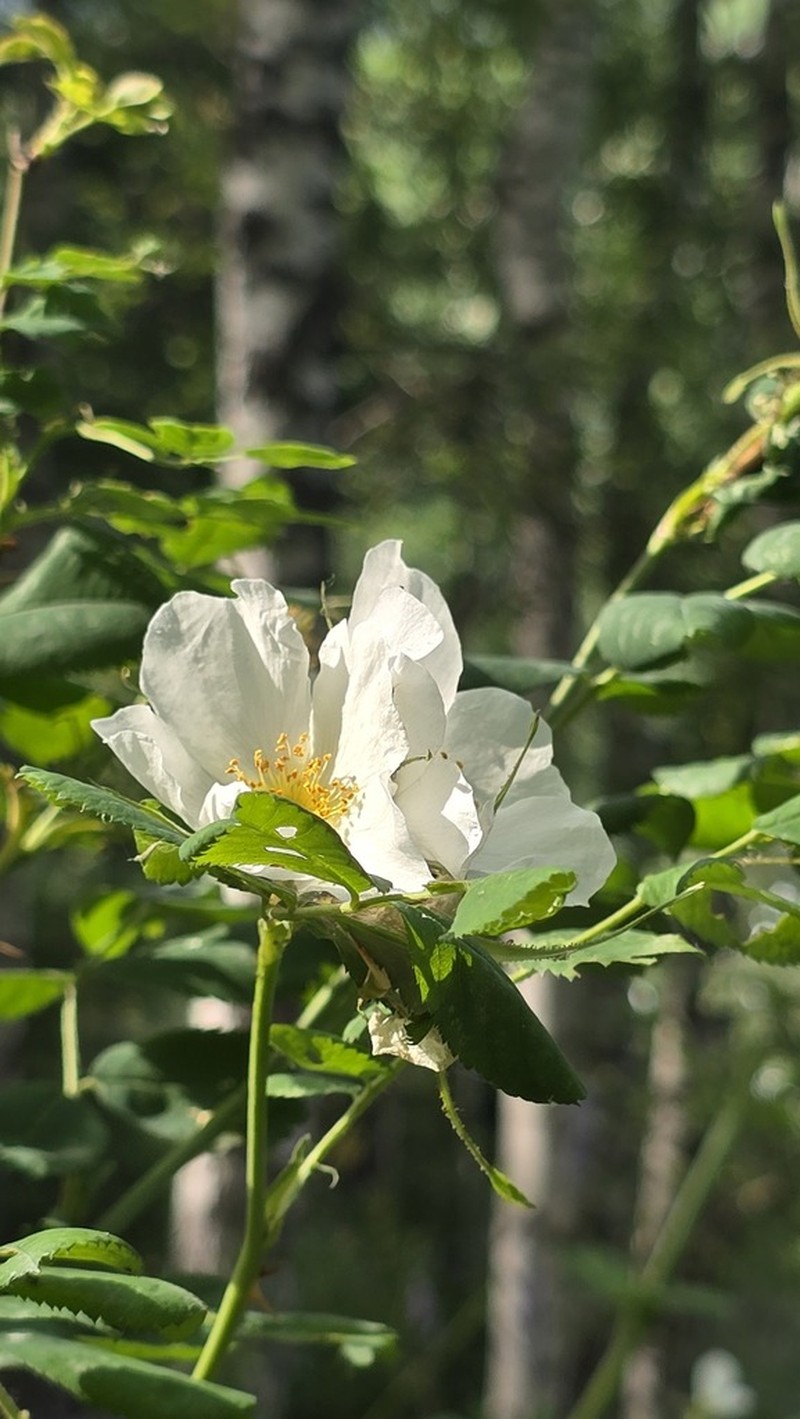 Rosa laa photo 7
