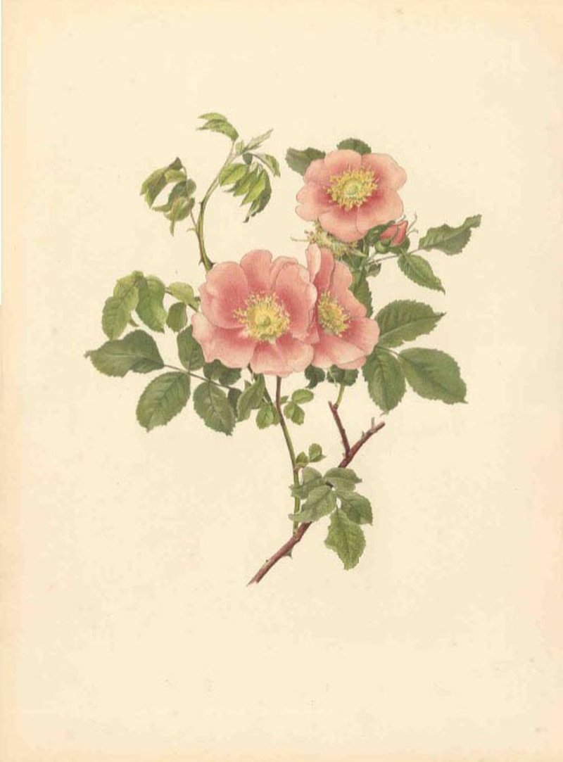 Rosa laa