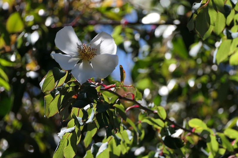 Rosa leschenaultiana photo 2