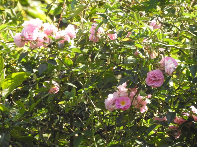 Rosa leschenaultiana photo 3
