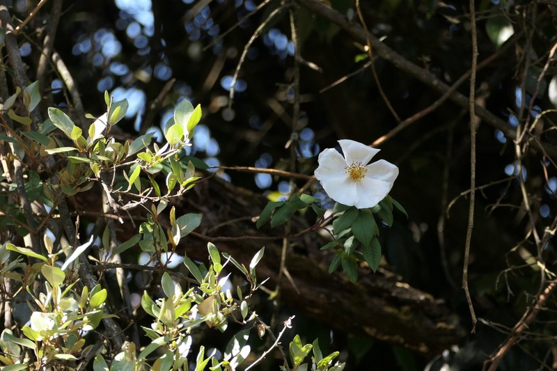 Rosa leschenaultiana photo 4