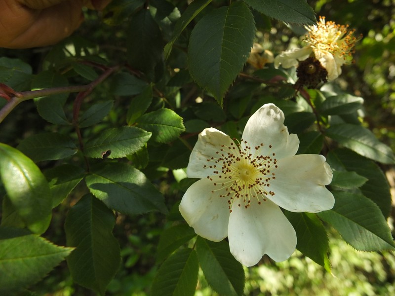 Rosa leschenaultiana photo 5