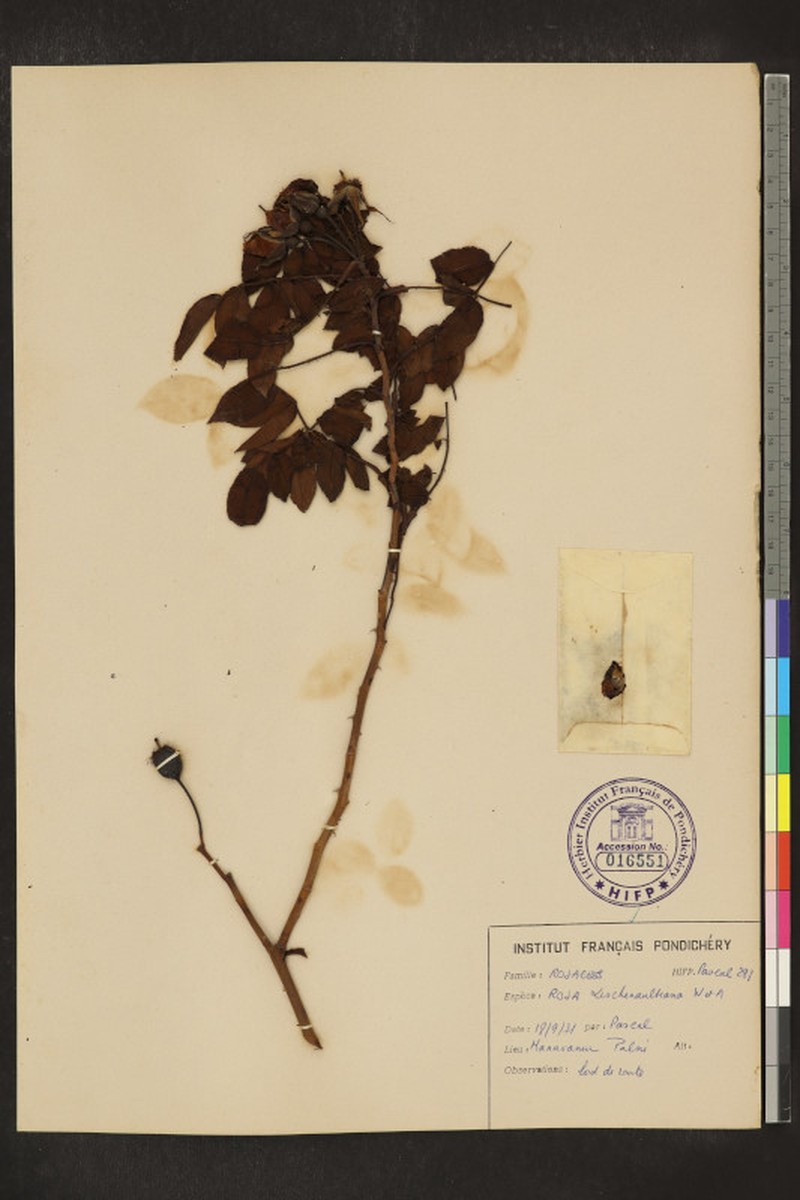 Rosa leschenaultiana photo 6
