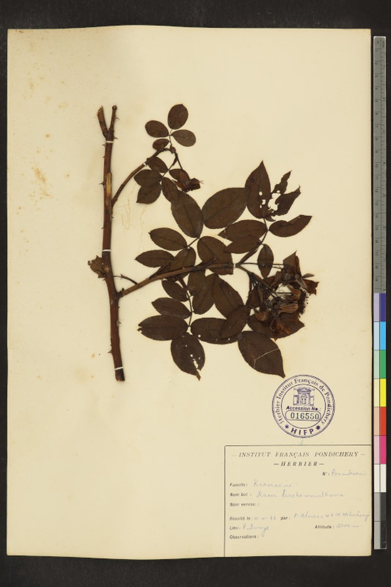 Rosa leschenaultiana photo 7
