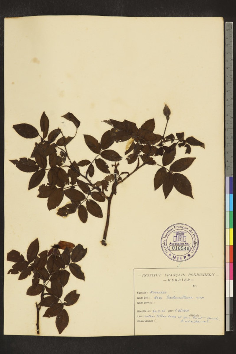 Rosa leschenaultiana photo 8