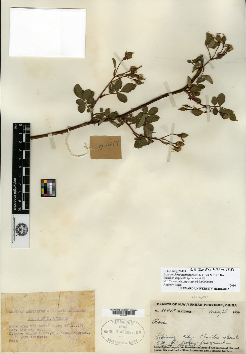 Rosa lichiangensis
