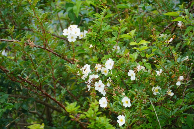 Rosa longicuspis