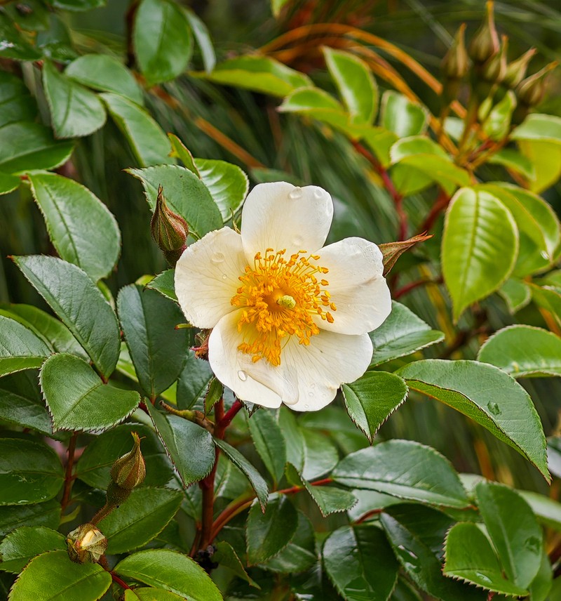 Rosa longicuspis photo 2