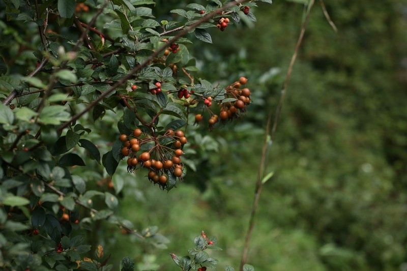 Rosa longicuspis photo 3