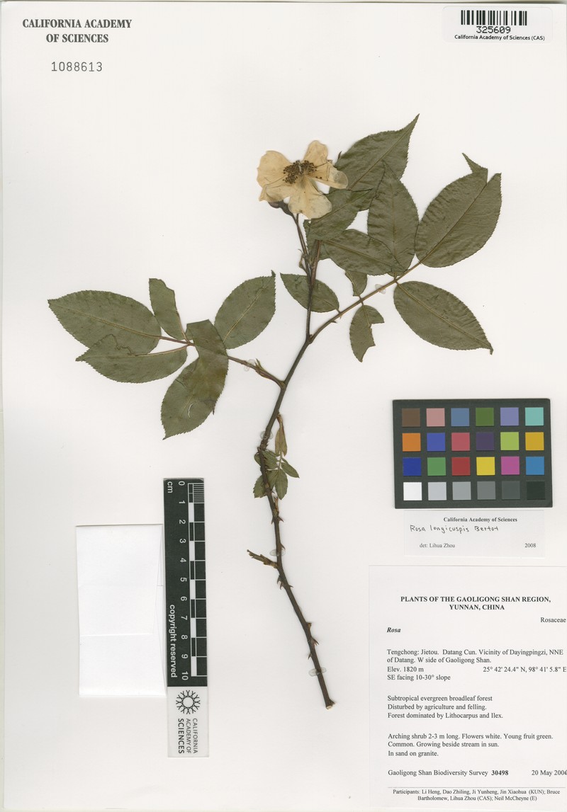 Rosa longicuspis photo 5