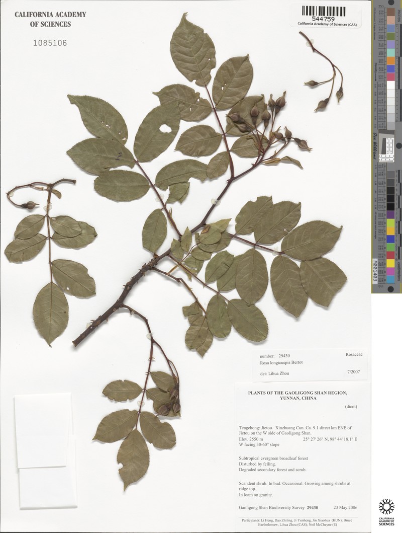 Rosa longicuspis photo 6