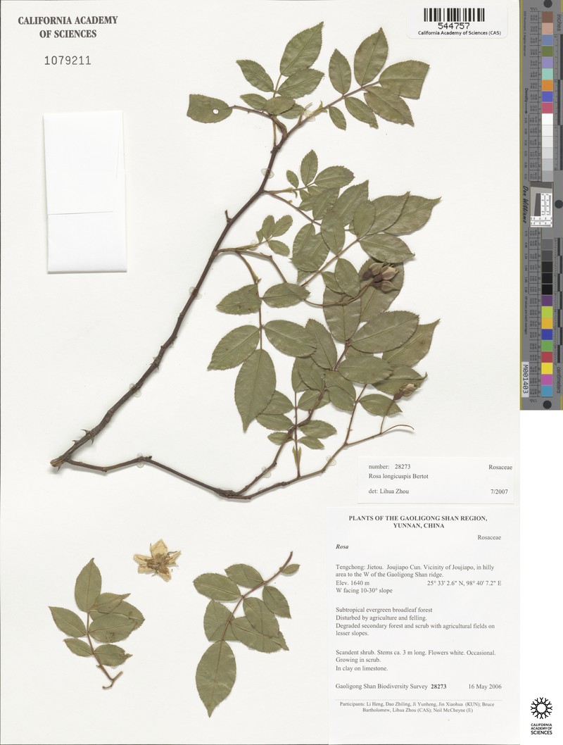 Rosa longicuspis photo 7