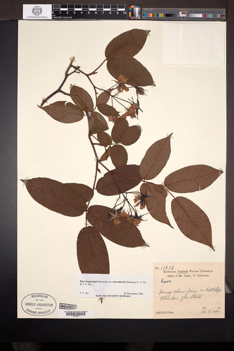 Rosa sinowilsonii