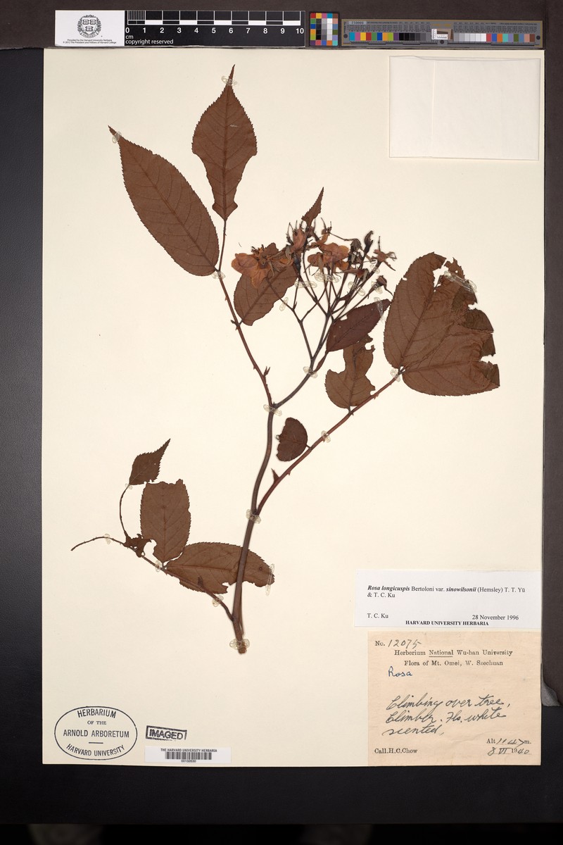 Rosa sinowilsonii photo 2