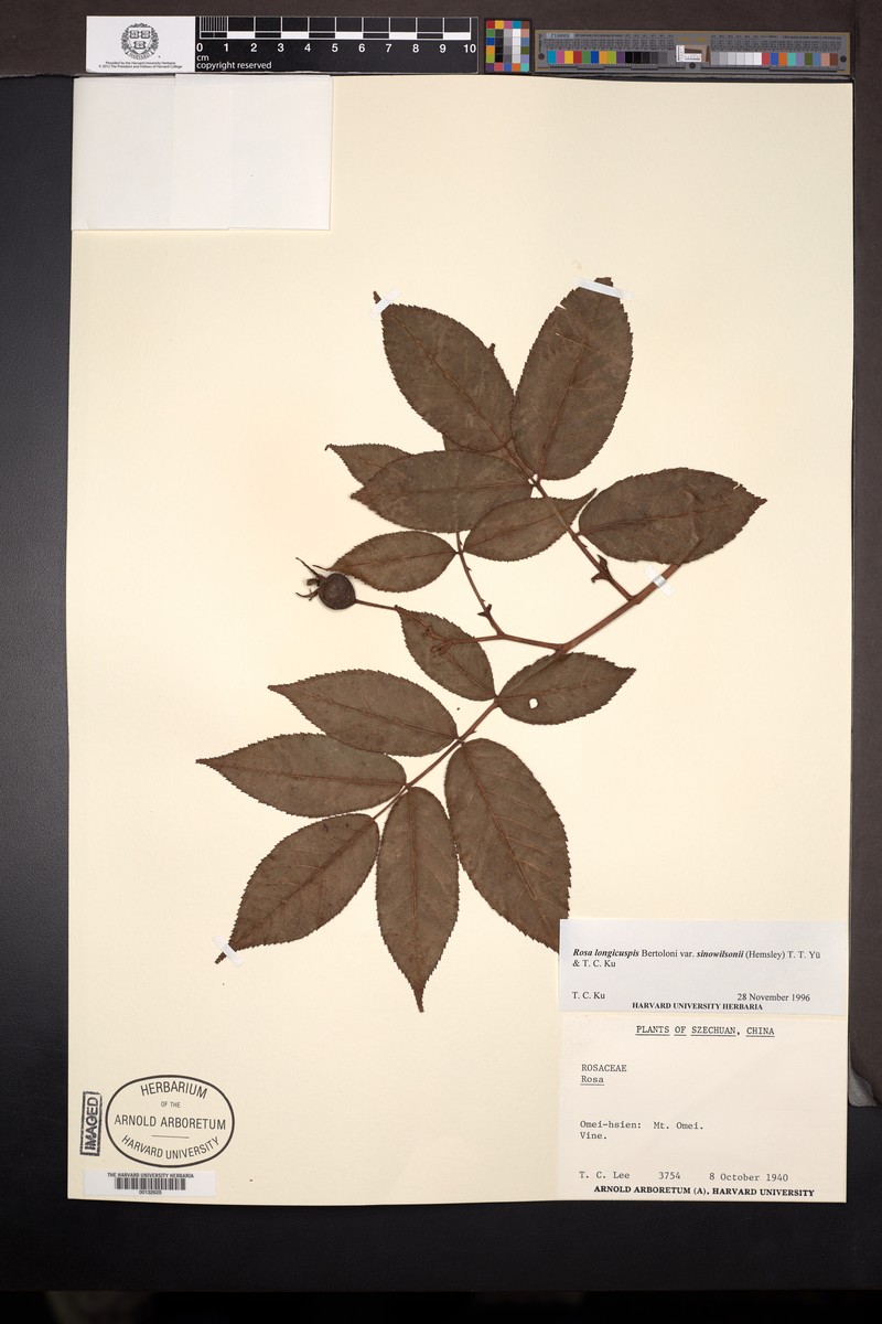 Rosa sinowilsonii photo 3