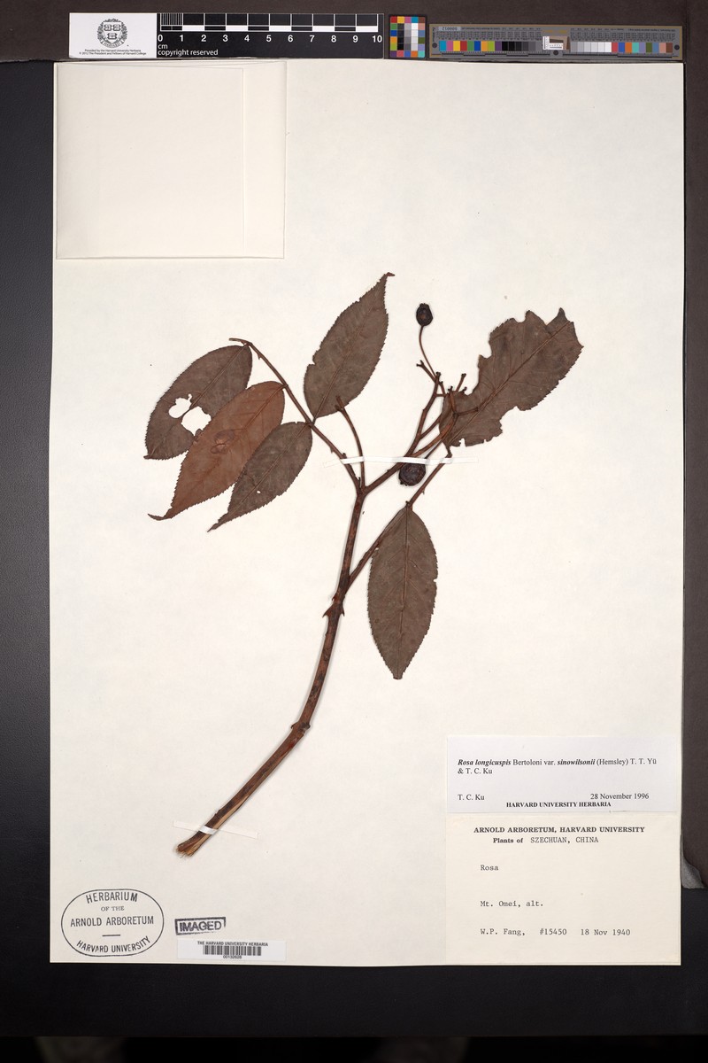 Rosa sinowilsonii photo 4
