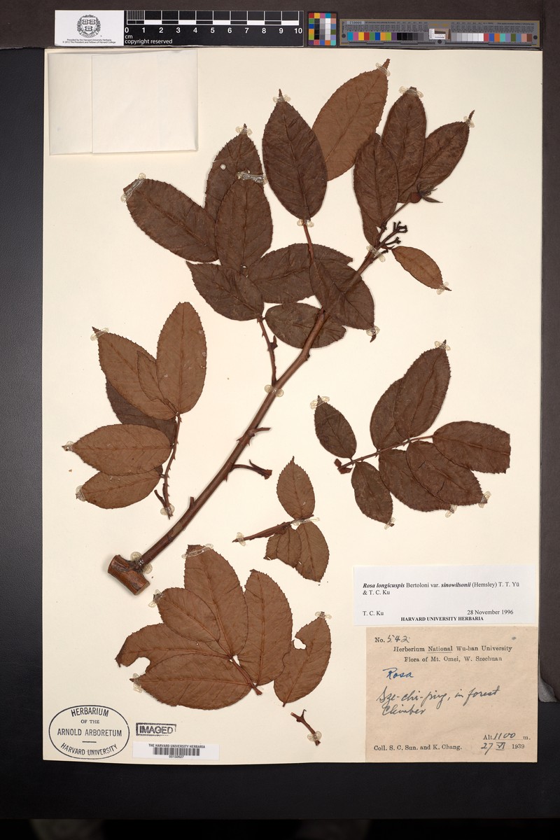 Rosa sinowilsonii photo 5