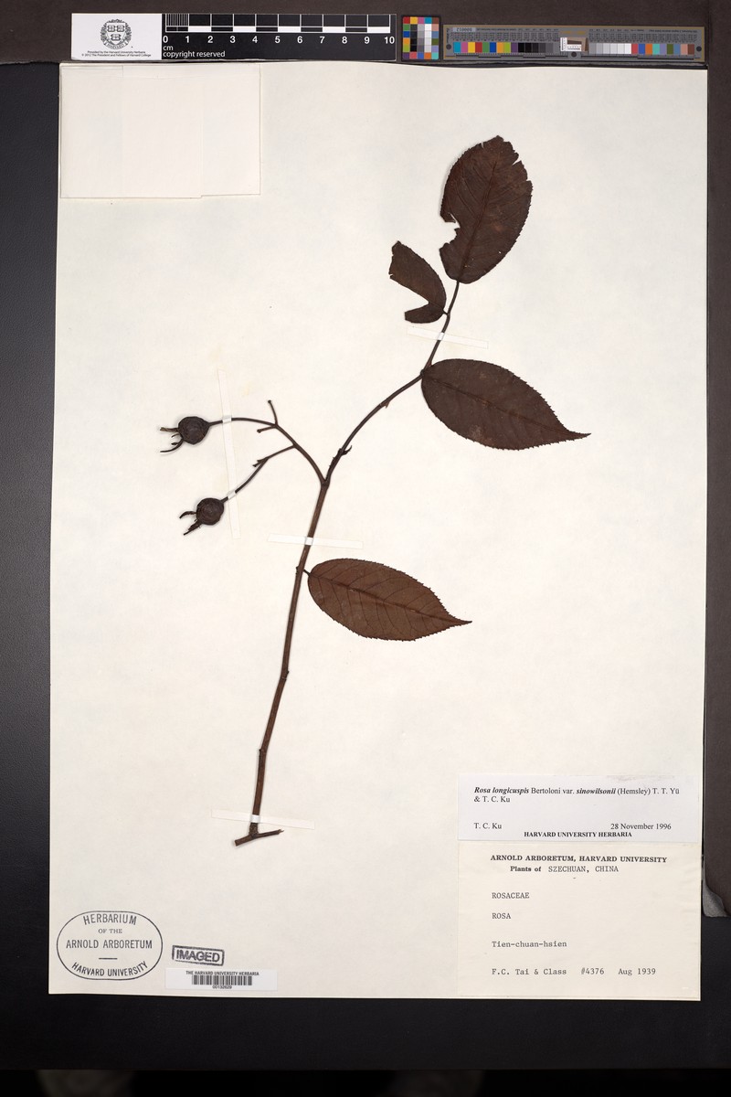 Rosa sinowilsonii photo 6