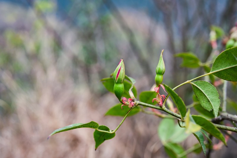 Rosa lucidissima