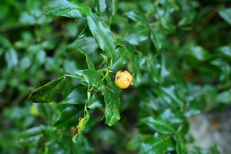 Rosa lucidissima photo 2