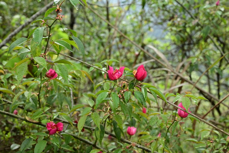 Rosa lucidissima photo 3