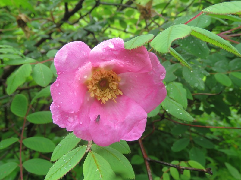 Rosa macrophylla