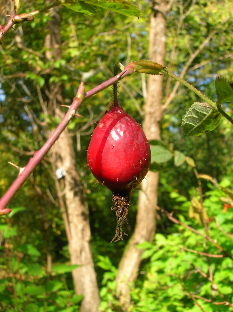 Rosa macrophylla photo 2