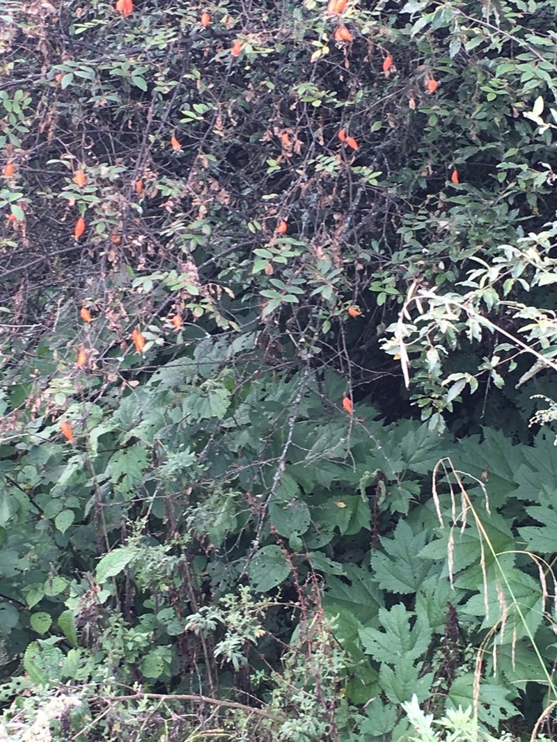 Rosa macrophylla photo 3