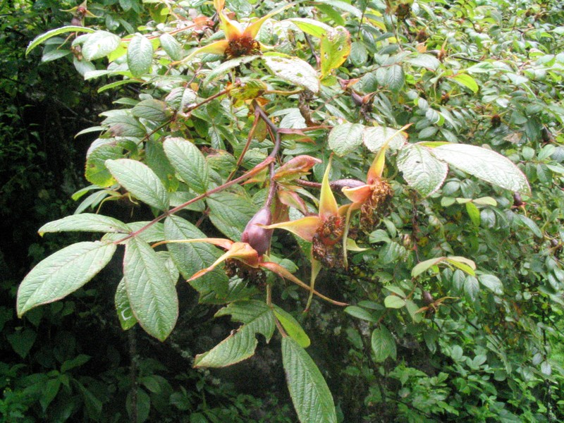 Rosa macrophylla photo 4