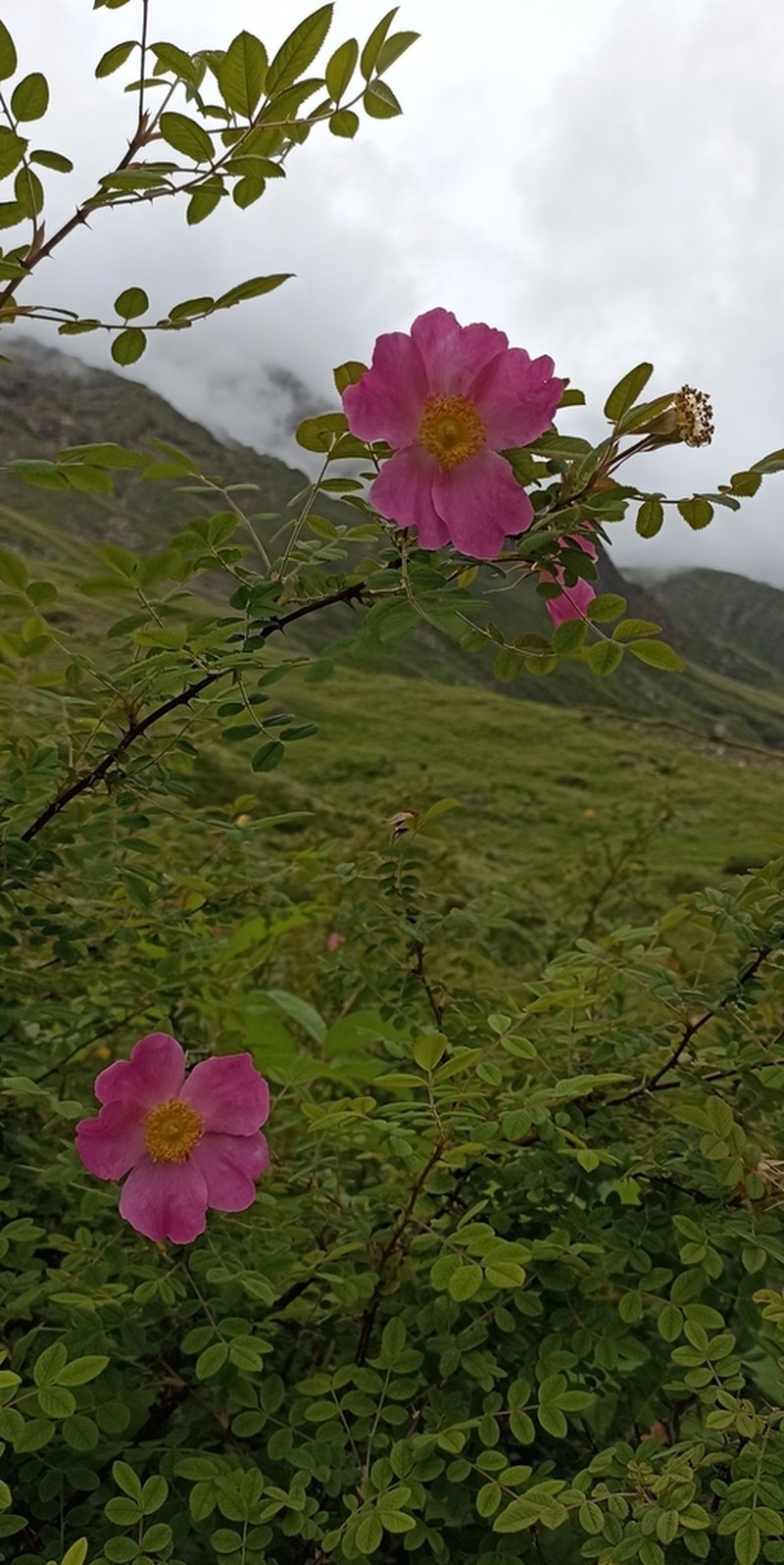 Rosa macrophylla photo 5